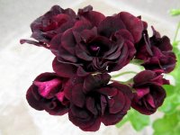 Пеларгония Black Rose (Плющелистная)